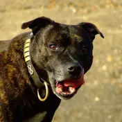 Photo d'un Staffordshire Bull Terrier