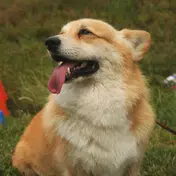 Photo d'un Welsh Corgi Pembroke