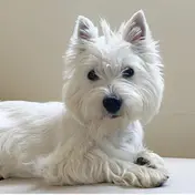 Photo d'un West Highland White Terrier