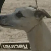 Photo d'un Whippet