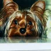 Photo d'un Yorkshire Terrier